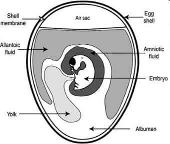 Καλλιέργεια των ιών Εμβρυοφόρα αυγά όρνιθας: Γονιμοποιημένα αυγά με