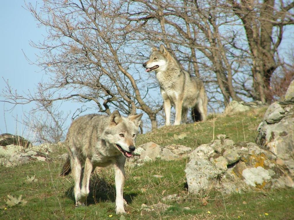 Επικράτεια Η επικράτεια αποτελεί τον ζωτικό χώρο της αγέλης. Κάθε αγέλη ορίζει τη δική της περιοχή και συνήθως κινείται μέσα στα όρια της.