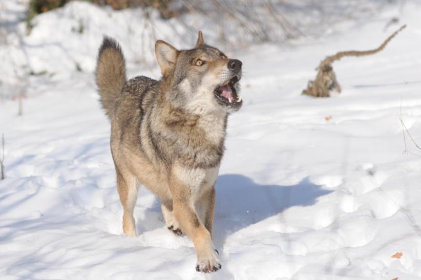 Φυσικά χαρακτηριστικά Μορφολογία του λύκου Ο λύκος είναι ζώο σαρκοφάγο και αποτελεί τον μεγαλύτερο εκπρόσωπο των κυνοειδών. Ζει κατά μέσο όρο 8 ως 16 χρόνια.