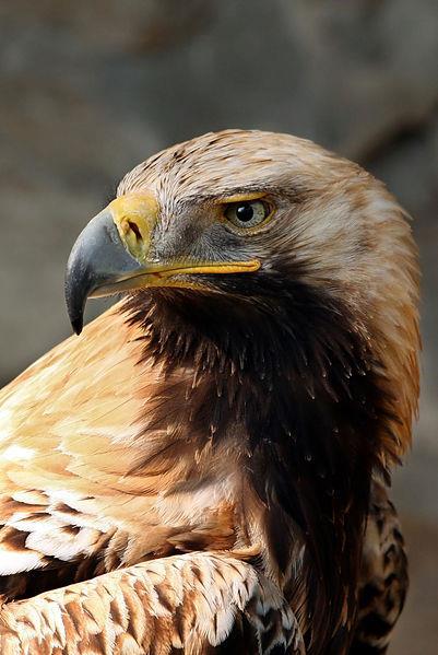 Πηγή: selfmade photo at Deutsche Greifenwarte (Burg Guttenberg) ΒΑΣΙΛΑΕΤΟΣ (Aquila heliacal) Κατηγορία Είναι άγριο. Πτηνό. Το μήκος του μπορεί να φτάσει τα 0,92 μ.