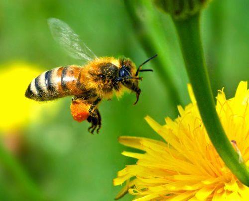 Πηγή: www.blogs.sch.gr ΜΕΛΙΣΣΑ (Apis mellifera) Ζει στη γη εδώ και 30 εκατομμύρια χρόνια! Το σώμα της αποτελείται από 1) το κεφάλι, 2) τον θώρακα και 3) την κοιλιά.