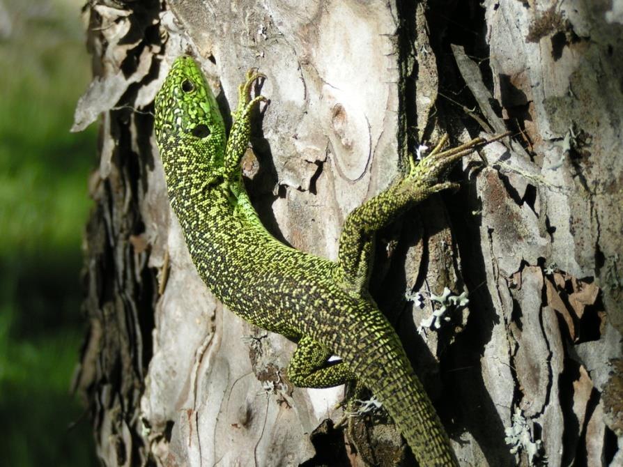 ΠΡΑΣΙΝΗ ΣΑΥΡΑ (Lacerta viridis) Κατηγορία Είναι άγριο. Είναι ερπετό. Είναι χαρακτηριστικό το έντονο πράσινο χρώμα της εξού και η ονομασία της. Το μήκος του σώματός της φτάνει τα 13 εκ.