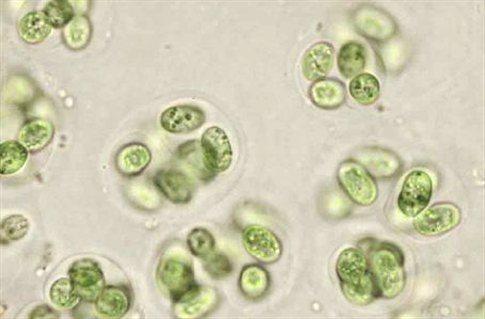 χρωστικές τους δύσκολα διακρίνονται Chlorella : μονοκύτταρο, ακίνητο ευκαρυωτικό χλωροφύκος.