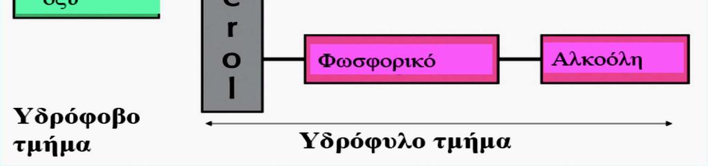 σκελετός» σύνδεσης των λιπαρών οξέων. Β).