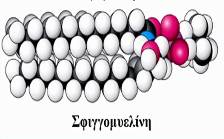λιπιδίων