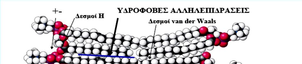 Μεμβράνη