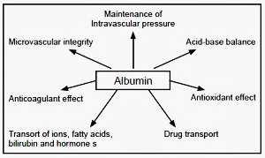 Λευκωματίνη (αλβουμίνη) 5. Επίσης μπορούν να λειτουργούν και σαν αποθήκες των φαρμάκων περιορίζοντας έτσι την κατανομή τους έξω από το αγγειακό σύστημα.