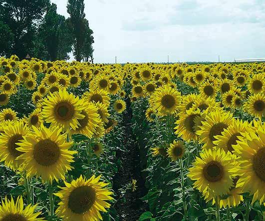 podmienkach pestovania Skorý zber skoré dozrievanie vo všetkých podmienkach Stabilita vynikajúca kombinácia agronomických vlastností pre vyššiu istotu Pevná a stabilná rastlina výborné agronomické