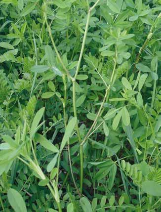 KROK - PLUH NA STRNISKOVÚ ORBU Vykonajte povrchovú strniskovú orbu, v maximálnej hĺbke 3-5 cm. 3. KROK - SEJBA A HLADENIE Sejte v hĺbke 1-2 cm krycí podrast Chlorofiltre.