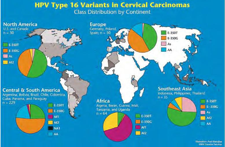 Εικόνα 4 : Παρουσιάζονται οι κύριες HPV16 παραλλαγές κατανεμημένες σε Ε, As, Af-1, Af-2 και ΑΑ.