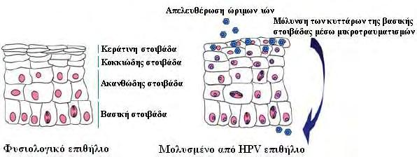 3. Ο κύκλος ζωής των HPVs 3.