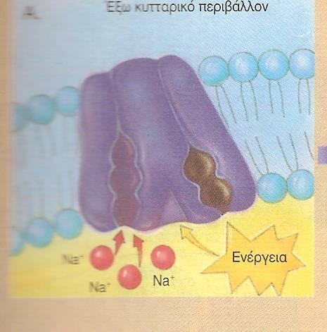 Α1. ΕΝΕΓΗΤΙΚΗ ΜΕΤΑΦΟΑ Μεταφορά ιόντων