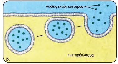 Α1. ΕΝΕΓΗΤΙΚΗ ΜΕΤΑΦΟΑ Μεταφορά ουςιών μεγάλου μοριακοφ βάρουσ α. Η ουςία περικλείεται ςε ζνα κυςτίδιο το οποίο προςεγγίηει τθν πλαςματικι μεμβράνθ ΕΞΩΚΥΤΤΩΣΗ β.