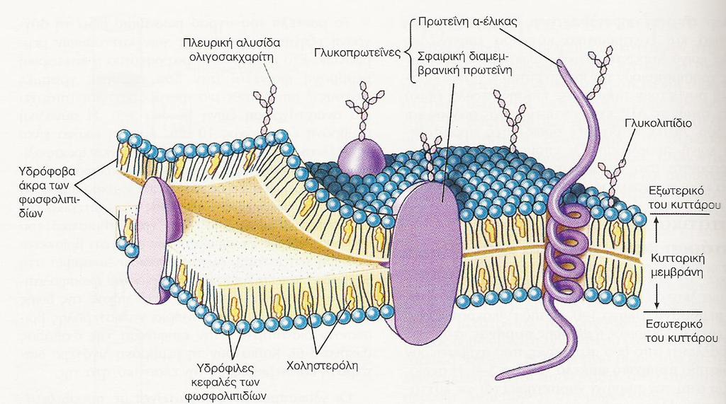 πρωτεΐνεσ ΠΛΑΜΑΣΙΚΗ ΜΕΜΒΡΑΝΗ Αποτελείται από διπλοςτιβάδα φωςφολιπιδίων, ανάμεςα παρεμβάλλονται ςτεροειδι (χοληςτερόλη), πρωτεΐνεσ (επιφανειακζσ, εςωτερικζσ, διαμεμβρανικζσ) και ςάκχαρα.