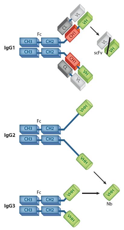 UVOD Protitelesa so približni 150 kda veliki glikoproteini, ki so sestavljeni iz dveh težkih in dveh lahkih verig, povezanih z disulfidnimi vezmi (Slika 1).