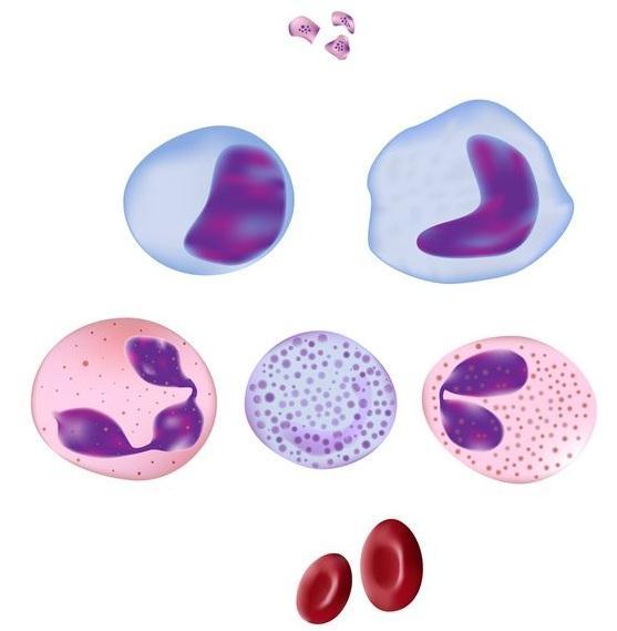 UVOD 2. VAJA Celična imunost - izolacija mononuklearnih celic iz levkocitnega koncentrata Mononuklearne celice periferne krvi (PBMC, angl.