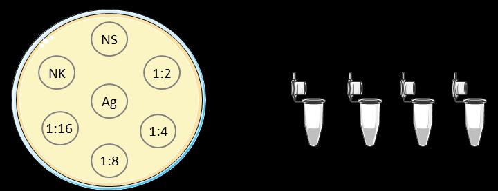 Priprava gela in nanos vzorcev in antigena na gel: 1. Petrijevko z gelom postavi na šablono z rozeto in s pomočjo steklene kapilare previdno izreži vdolbinice, tako kot je to prikazano na Sliki 1A.