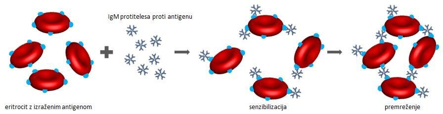 OPIS METODE Reakcijo antigen protitelo in s tem prisotnost eritrocitnih antigenov lahko določamo na več načinov.