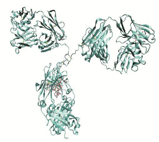 Slika 1: Prostorska struktura proteinskih verig molekule protitelesa.