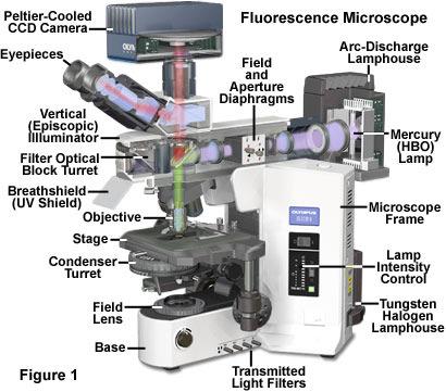 dolžine Fluorescenčna mikroskopija (III)