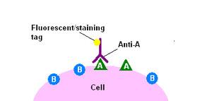 protitelo, sledi vezava označenega sekundarnega protitelesa Načini označevanja protiteles: