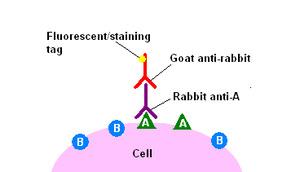 (biotin, hrenova peroksidaza, alkalna fosfataza) šele po dodatku druge molekule (substrata)