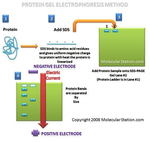 Prenos western (western blot) (I) Proteine ločimo po velikosti in s protitelesi detektiramo želeni protein. Potek: 1.