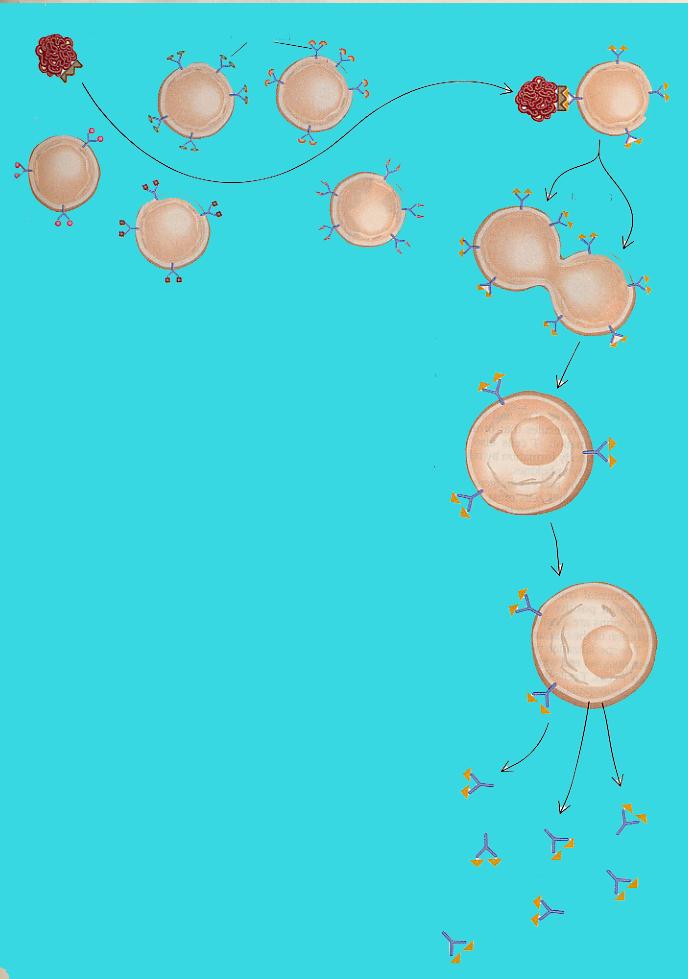 ANTIGEN Η μεγάλη ετερογένεια των αντιγονικών υποδοχέων των Β και Τ κυττάρων δίνει τη δυνατότητα να γίνει : RECEPTORS MITOSIS Σύνδεση Ag