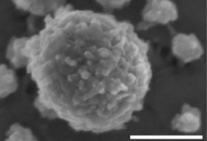 Kazeín Mliečne proteíny Fosfoproteín stabilizovaný disulfidickými mostíkmi, obsahuje Ca 3 (PO 4 ) 2 αs1, αs2, β, κ Izoelektrický bod 4,6 (ph mlieka 6,6) Záporný povrchový náboj vytvára micely