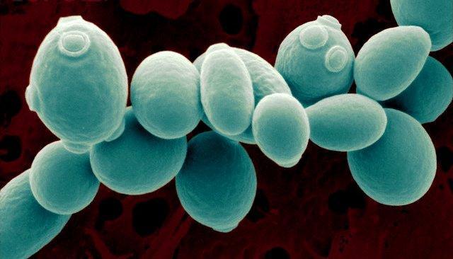 Etanolová fermentácia Kvasinky Saccharomyces