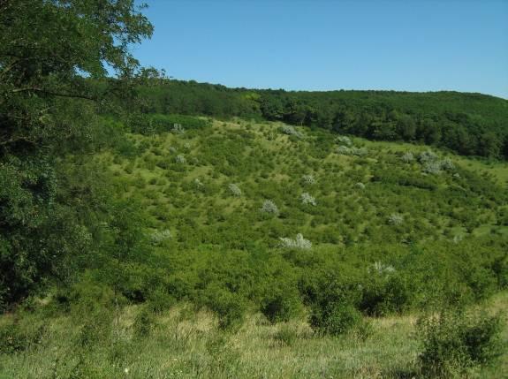 Fondul forestier al judeţului Botoşani avea, la sfârşitul anului 2012, o suprafaţă de 56.335 ha, reprezentând 11% din suprafaţa judeţului Botoşani.