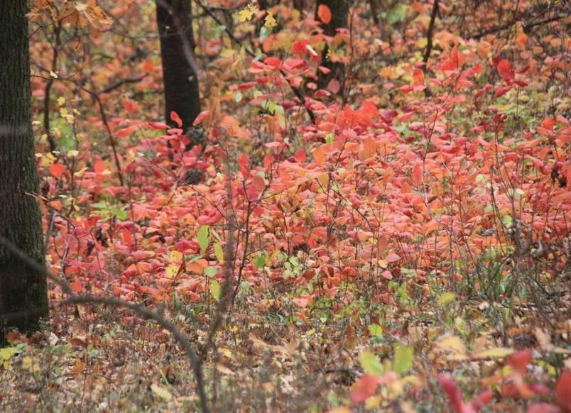 - 9 sunt de interes naţional, având suprafaţa de 3225 ha (8 sunt rezervaţii naturale declarate prin Legea nr. 5/2000 şi una este de Protecţie Specială Avifaunistică. declarată prin HG nr.