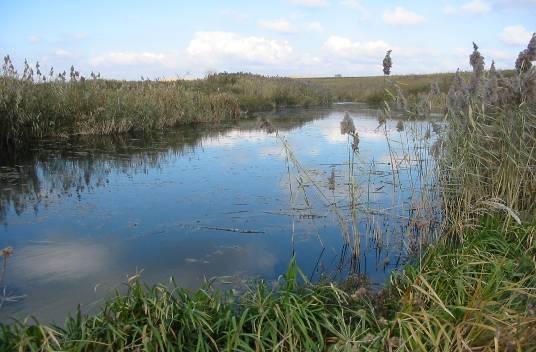 floristic: Turbăria de la Dersca (Lozna) -10 ha, Bucecea Bălţile Siretului- 2 ha,rezervaţia floristică Stânca-Ştefăneşti-1 ha,rezervaţia floristică Ripiceni- 1 ha - arii de protecţie