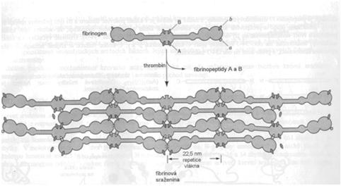 permeability kapilár Fibrinolytický účinok Antiagregačný účinok Metabolický účinok - glukóza a lipidy 5.3.