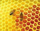 تمرين در شکل روبه رو یک النه ی زنبور را می بینید که خانه های آن پر از عسل است.