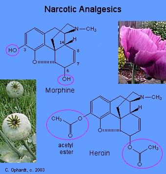 2. Opioidni analgetiki opiati fenilpiperidinovi derivati benzomorfanovi derivati morfinanovi