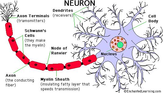 Nociceptivne poti telesa nevronov v ganglijih zadnjih korenin in v