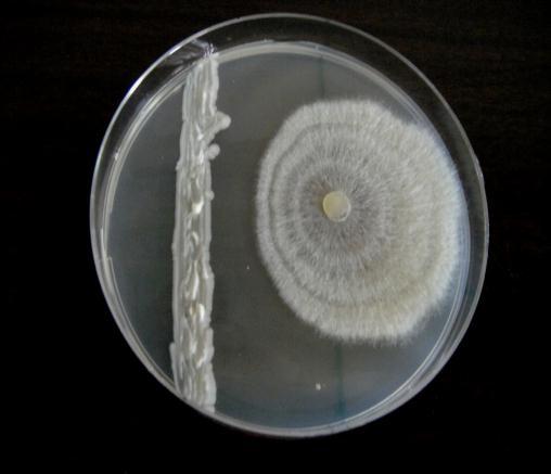تيثير الخميرة Saccharomyces cerevisiae في تثبيط نم الفطر Rhizoctonia solani عمى السط التركيز غم / لتر الزرعي PDA معدل قطر المستعمرة / سم % 3.1 1 لمتثبيط 41. 42.22 42.22 43.33 43.33 3.