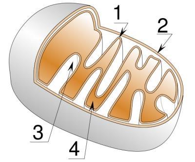 6. Shema prikazuje zgradbo mitohondrija. S številkami so označeni različni deli mitohondrija. S katerimi številkami so označeni deli, kjer so najvišje koncentracije v tabeli navedenih spojin?