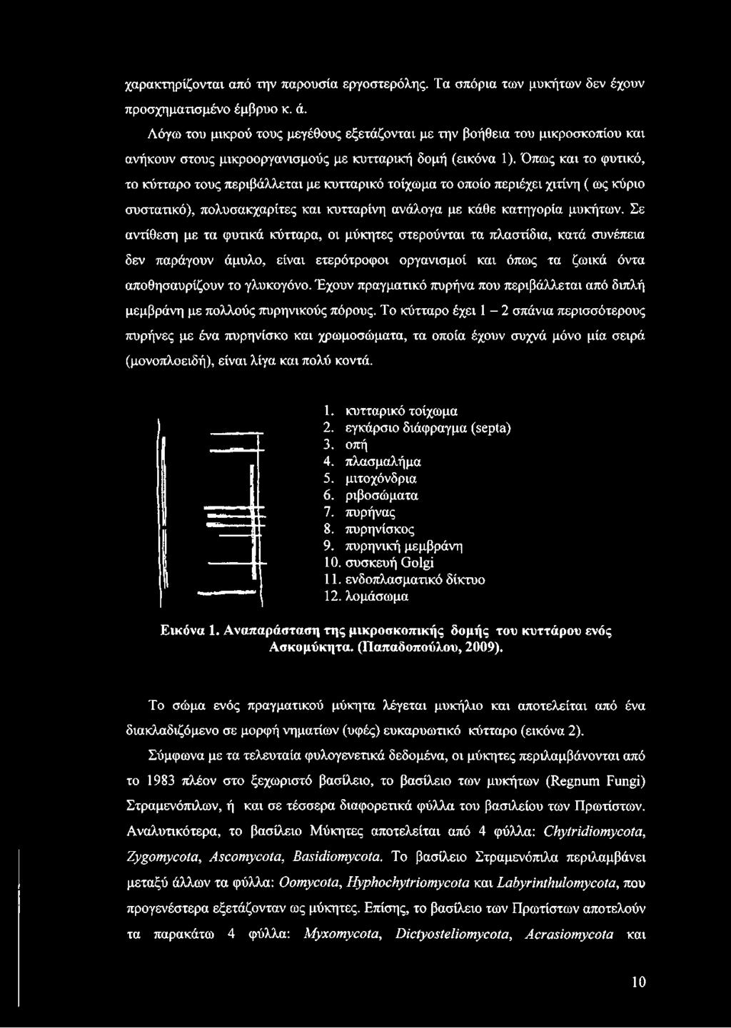 Όπως και το φυτικό, το κύτταρο τους περιβάλλεται με κυτταρικό τοίχωμα το οποίο περιέχει χιτίνη ( ως κύριο συστατικό), πολυσακχαρίτες και κυτταρίνη ανάλογα με κάθε κατηγορία μυκήτων.