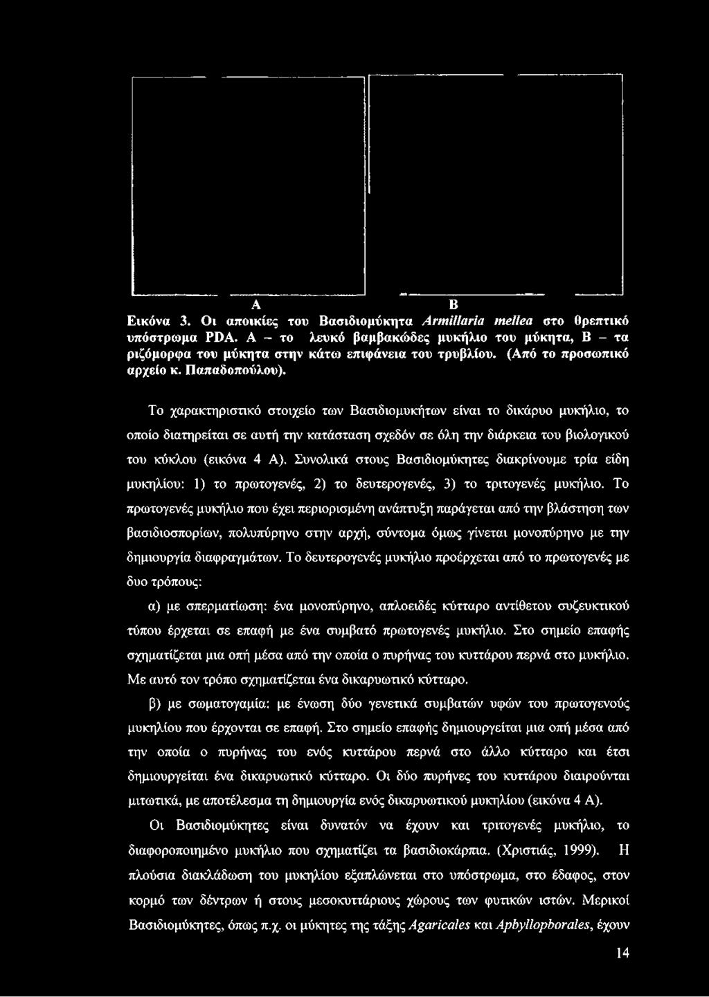 Το χαρακτηριστικό στοιχείο των Βασιδιομυκήτων είναι το δικάρυο μυκήλιο, το οποίο διατηρείται σε αυτή την κατάσταση σχεδόν σε όλη την διάρκεια του βιολογικού του κύκλου (εικόνα 4 Α).