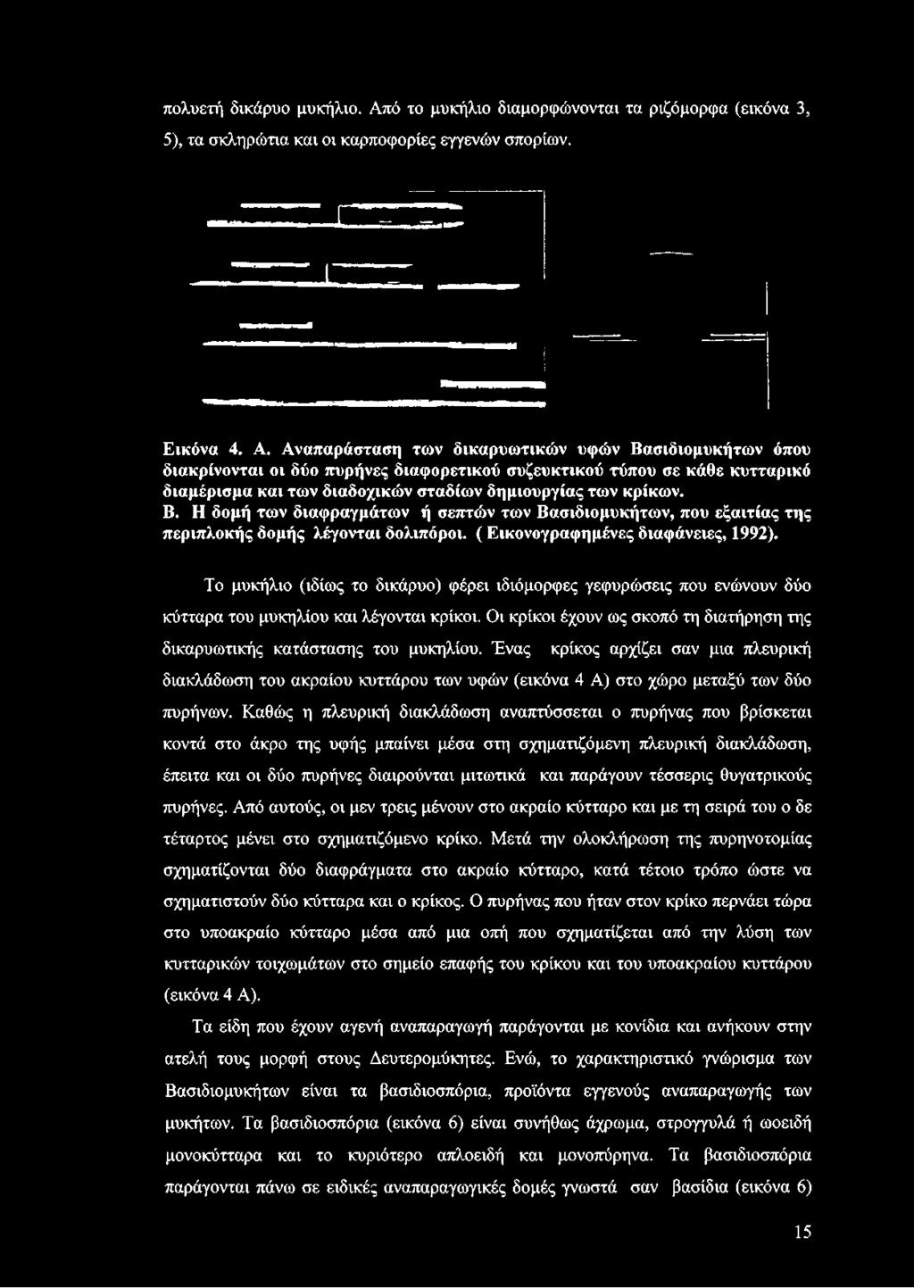 Αναπαράσταση των δικαρυωτικών υφών Βασιδιομυκήτων όπου διακρίνονται οι δύο πυρήνες διαφορετικού συζευκτικού τύπου σε κάθε κυτταρικό διαμέρισμα και των διαδοχικών σταδίων δημιουργίας των κρίκων. Β. Η δομή των διαφραγμάτων ή σεπτών των Βασιδιομυκήτων, που εξαιτίας της περιπλοκής δομής λέγονται δολιπόροι.
