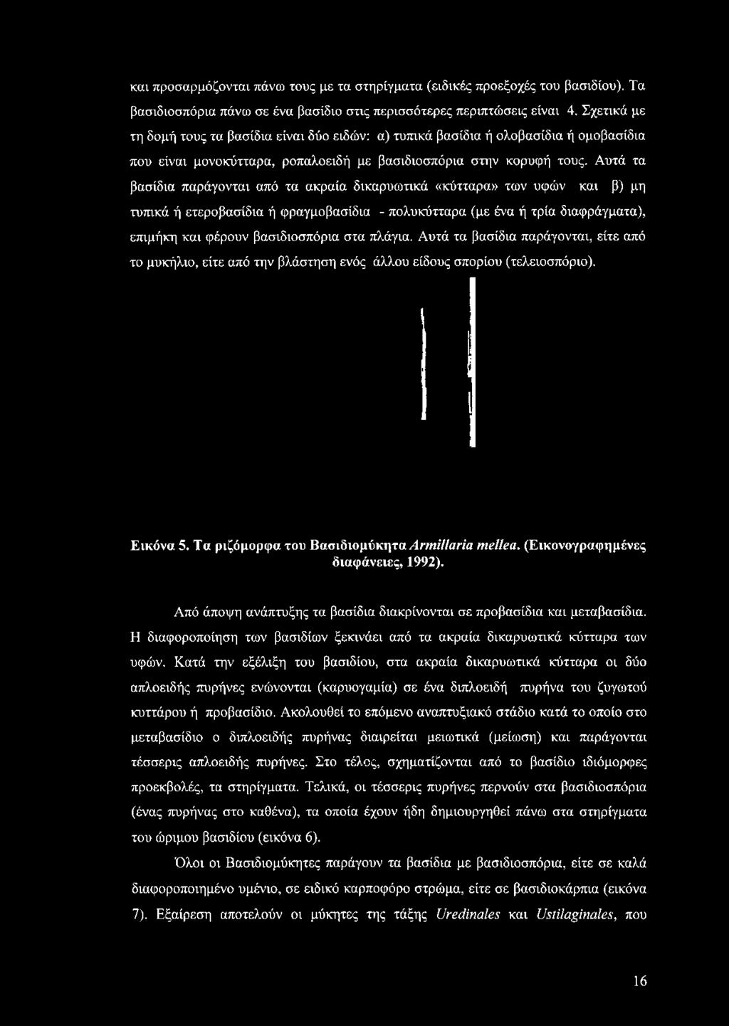 Αυτά τα βασίδια παράγονται από τα ακραία δικαρυωτικά «κύτταρα» των υφών και β) μη τυπικά ή ετεροβασίδια ή φραγμοβασίδια - πολυκύτταρα (με ένα ή τρία διαφράγματα), επιμήκη και φέρουν βασιδιοσπόρια στα