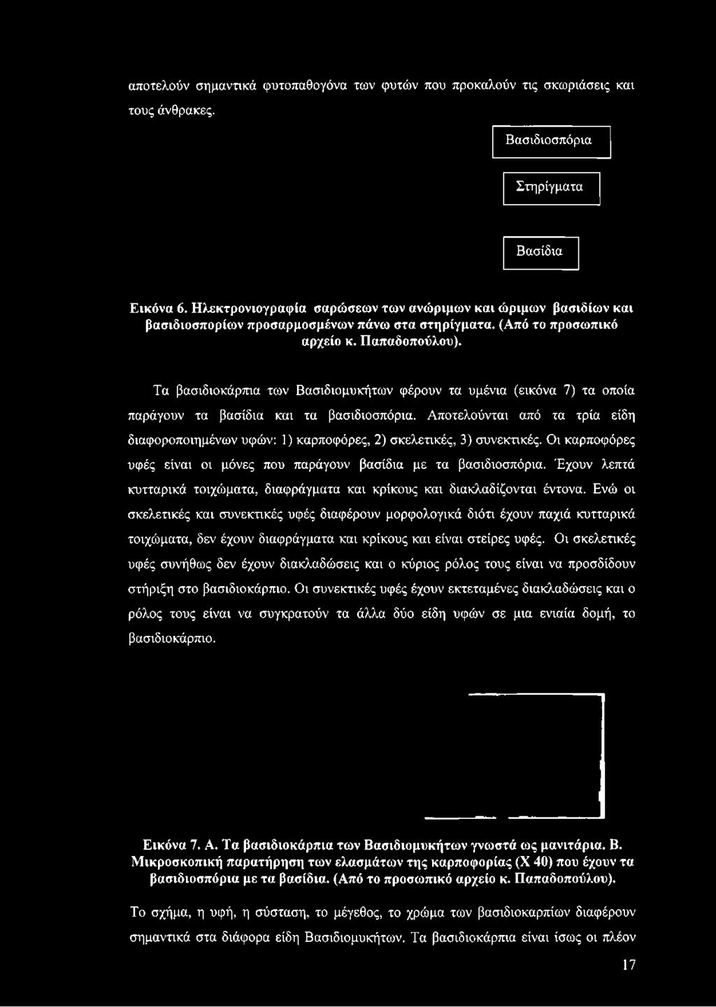 Τα βασιδιοκάρπια των Βασιδιομυκήτων φέρουν τα υμένια (εικόνα 7) τα οποία παράγουν τα βασίδια και τα βασιδιοσπόρια.