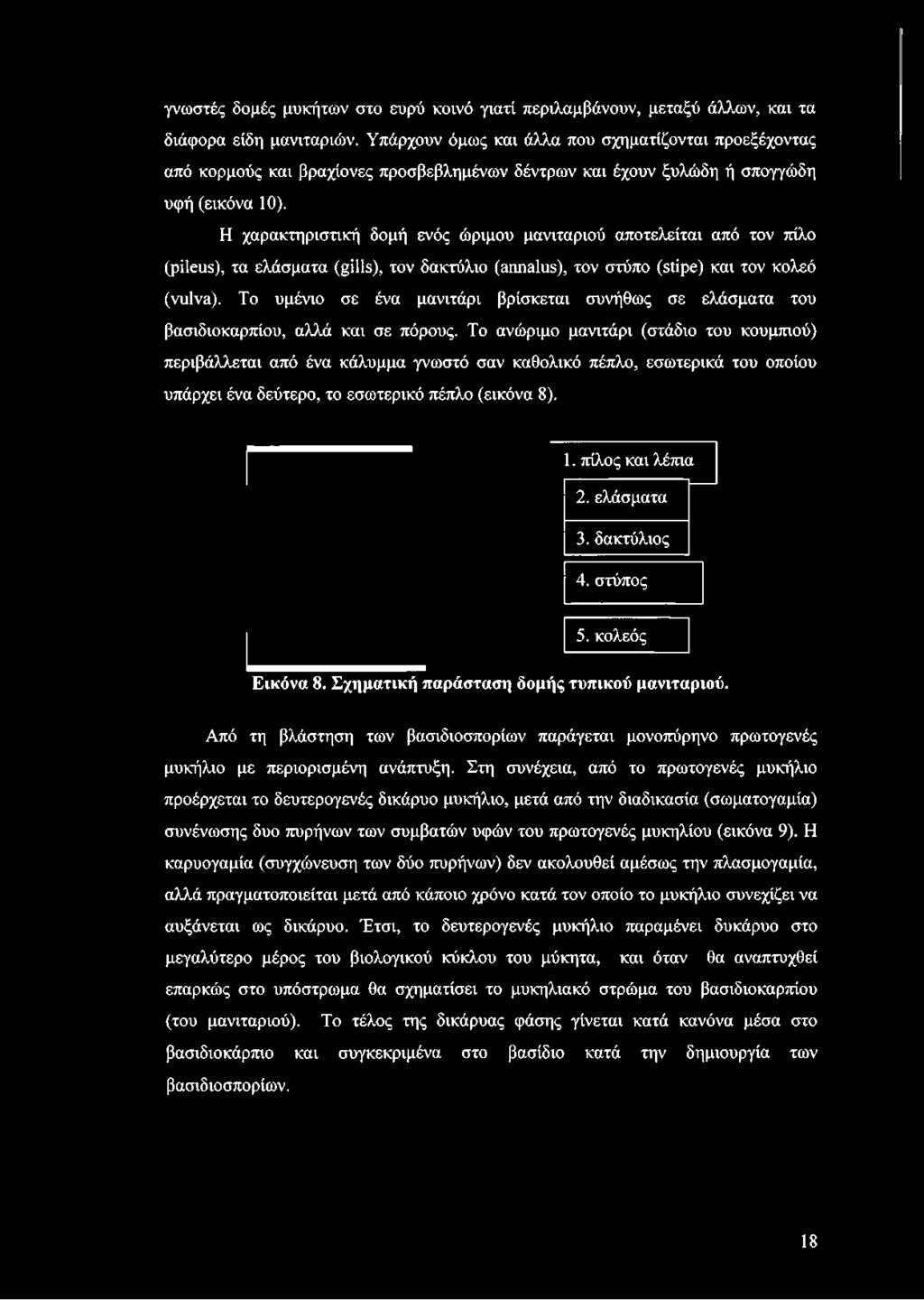 Η χαρακτηριστική δομή ενός ώριμου μανιταριού αποτελείται από τον πίλο (pileus), τα ελάσματα (gills), τον δακτύλιο (annalus), τον στύπο (stipe) και τον κολεό (vulva).