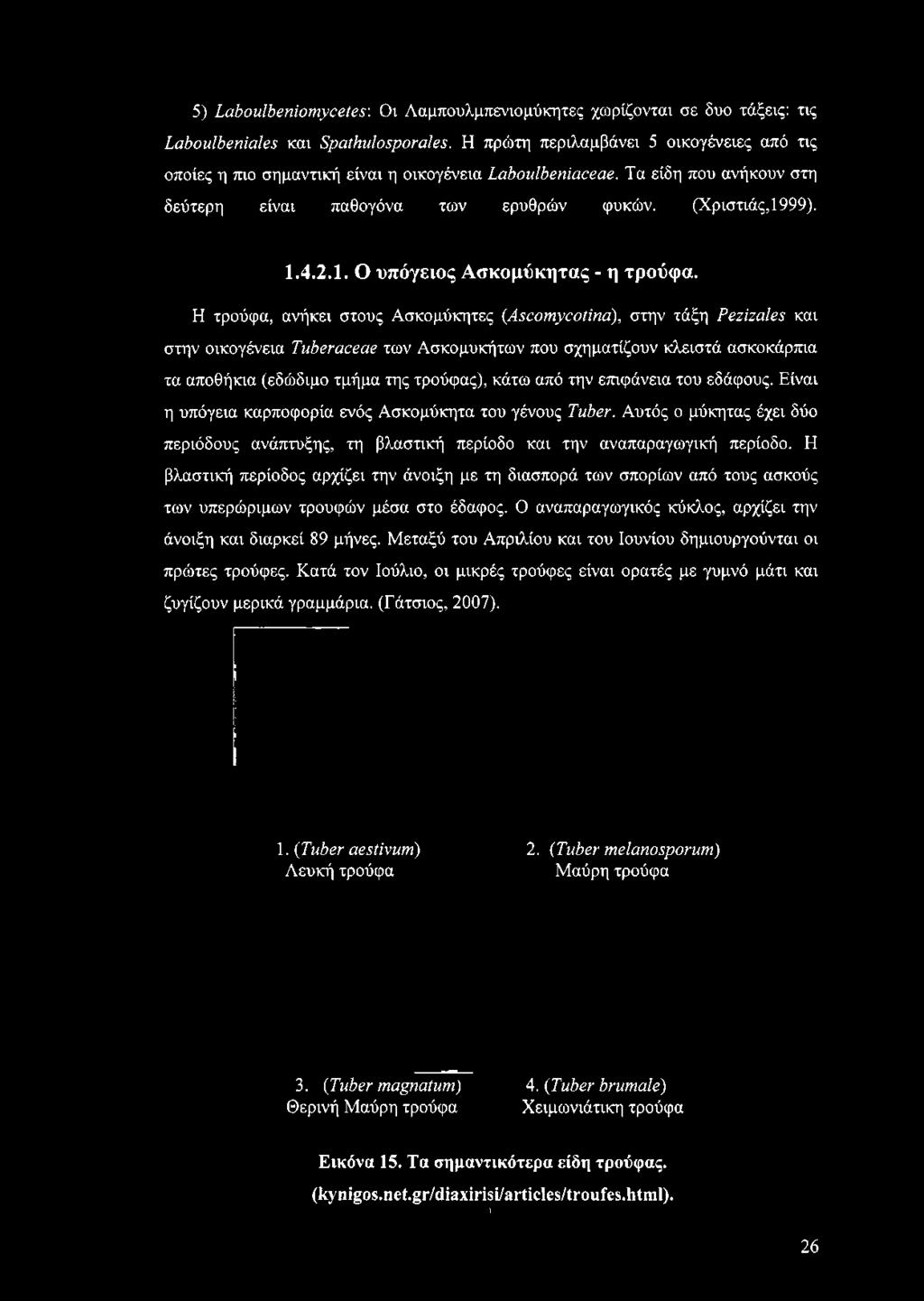 (Χριστιάς,1999). 1.4.2.1. Ο υπόγειος Ασκομύκητας - η τρούφα.