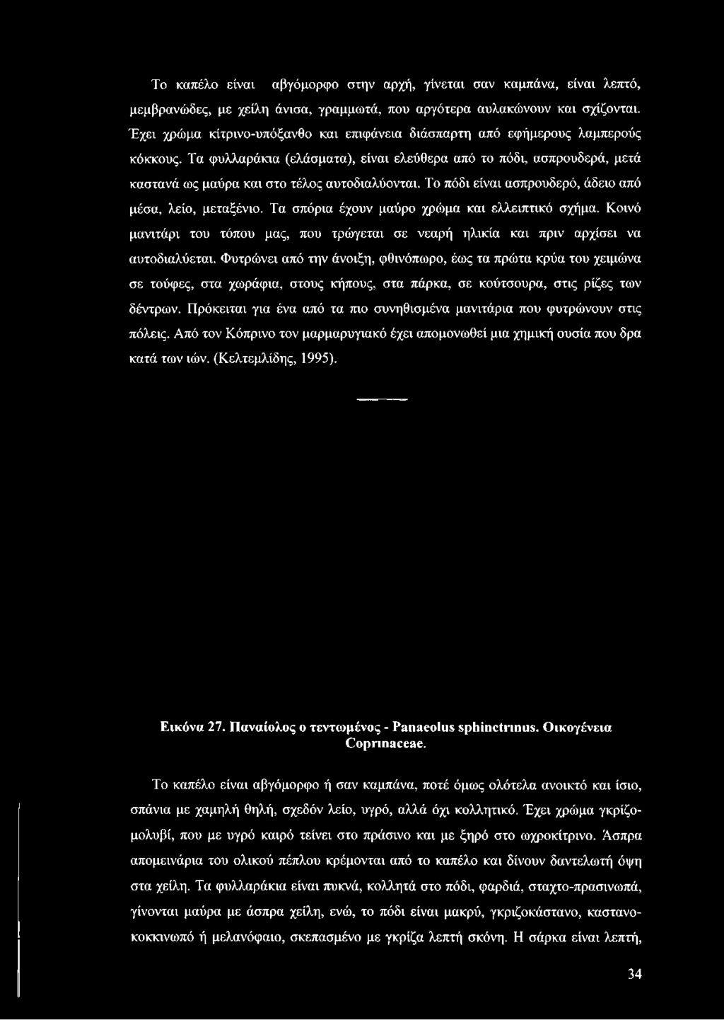 Τα φυλλαράκια (ελάσματα), είναι ελεύθερα από το πόδι, ασπρουδερά, μετά καστανά ως μαύρα και στο τέλος αυτοδιαλύονται. Το πόδι είναι ασπρουδερό, άδειο από μέσα, λείο, μεταξένιο.