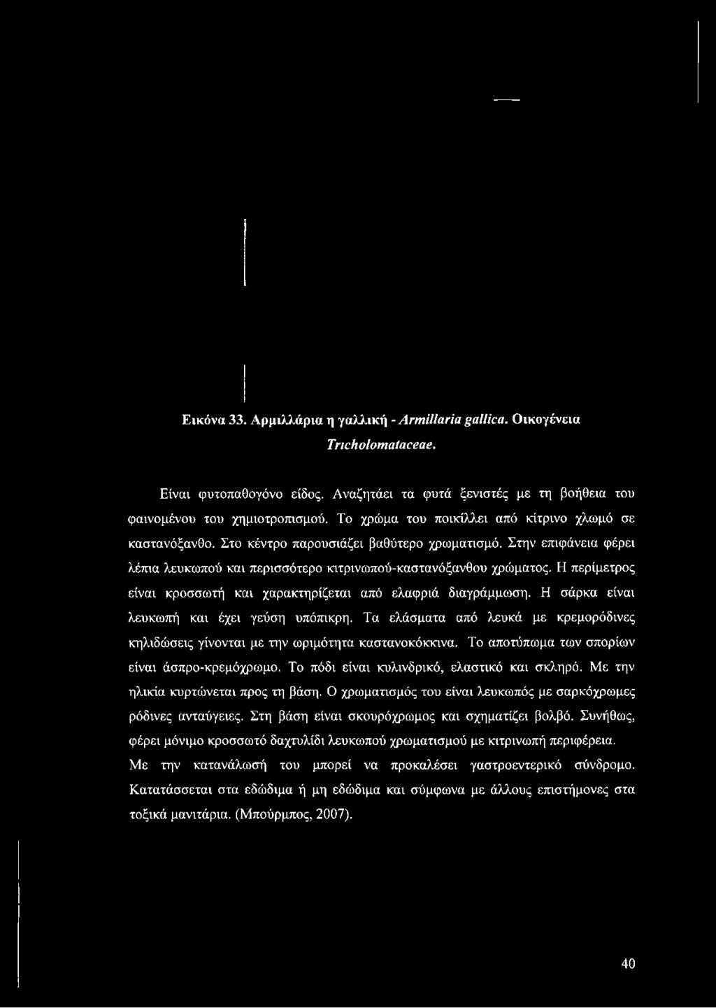 Στην επιφάνεια φέρει λέπια λευκωπού και περισσότερο κιτρινωπού-καστανόξανθου χρώματος. Η περίμετρος είναι κροσσωτή και χαρακτηρίζεται από ελαφριά διαγράμμωση.