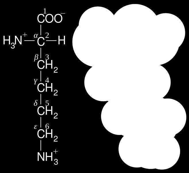 După natura radicalului de care se leagă grupele funcţionale aminoacizii sunt : alifatici aromatici heterociclici După poziţia reciprocă a celor două grupe funcţionale aminoacizii pot fi α, β, γ, δ-