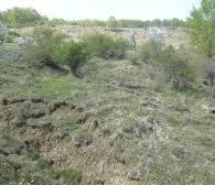 zonelor, factorii de degradare şi specificul materialului săditor ce